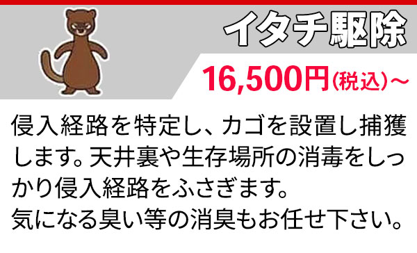 イタチ駆除